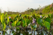 Pantanal swamps